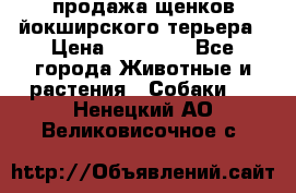 продажа щенков йокширского терьера › Цена ­ 25 000 - Все города Животные и растения » Собаки   . Ненецкий АО,Великовисочное с.